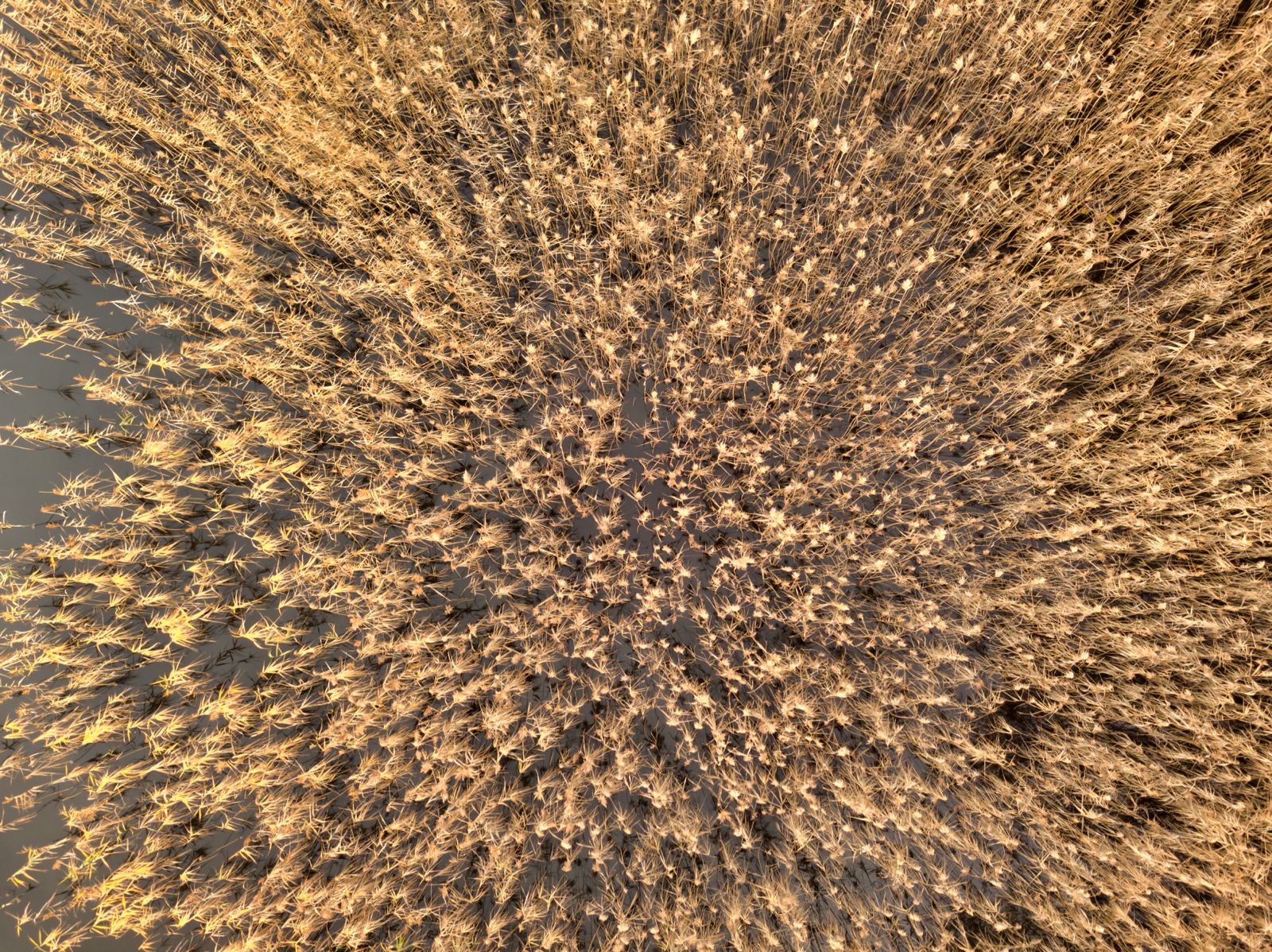 Project 20181119 2130